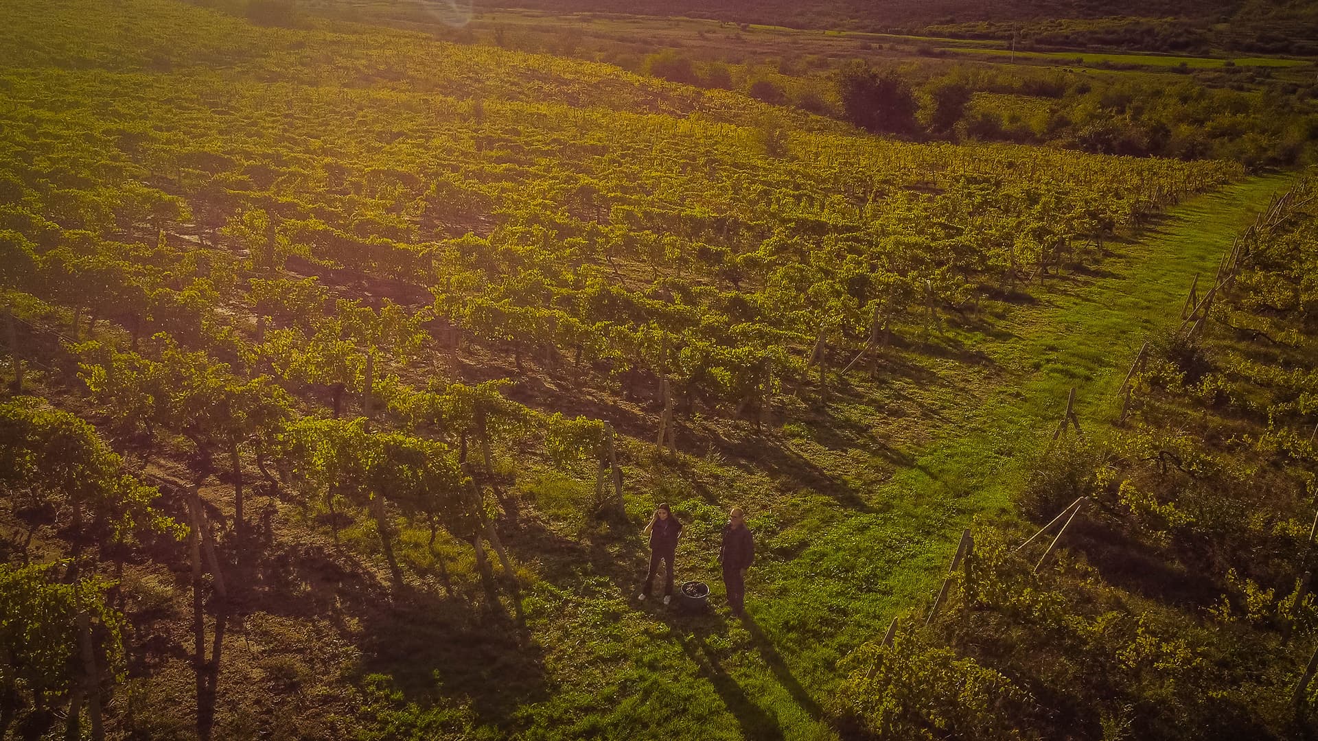 Gitana Winery vineyard