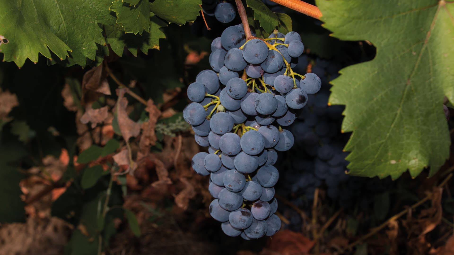 Moldova vineyards