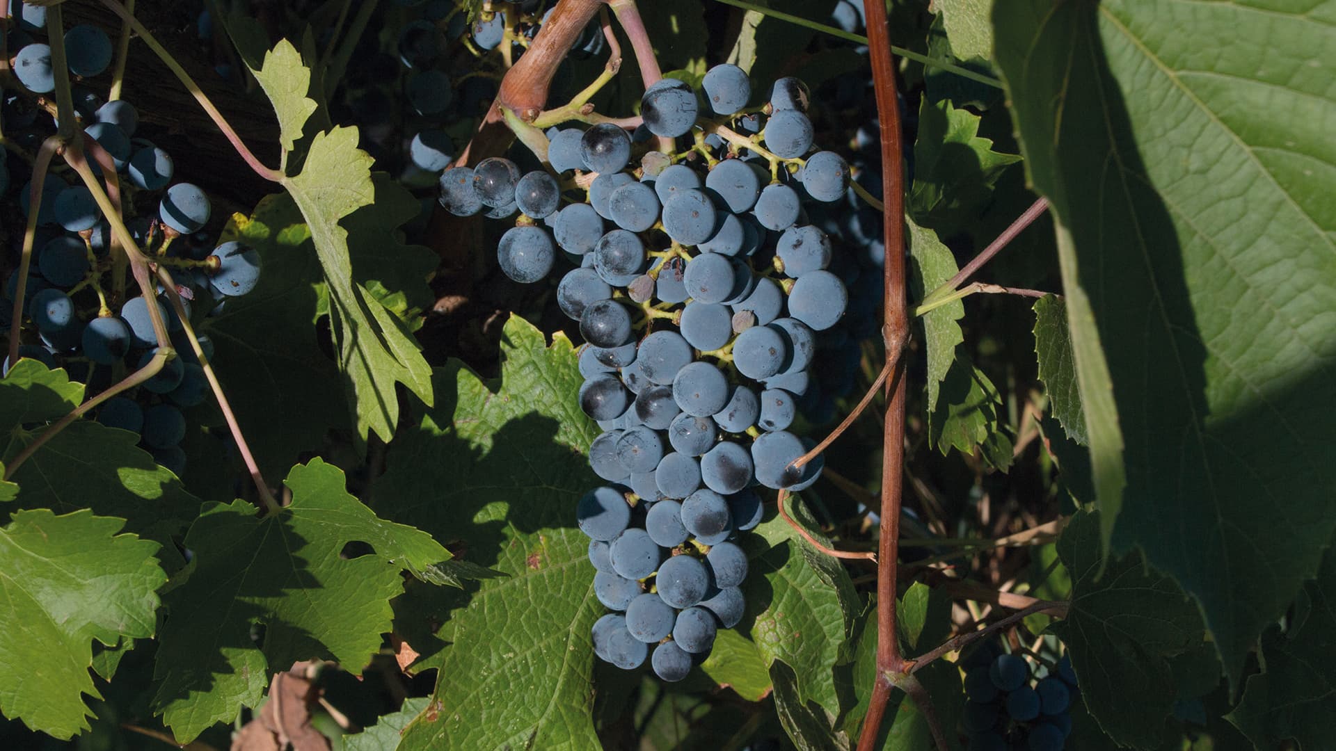 Moldova vineyards