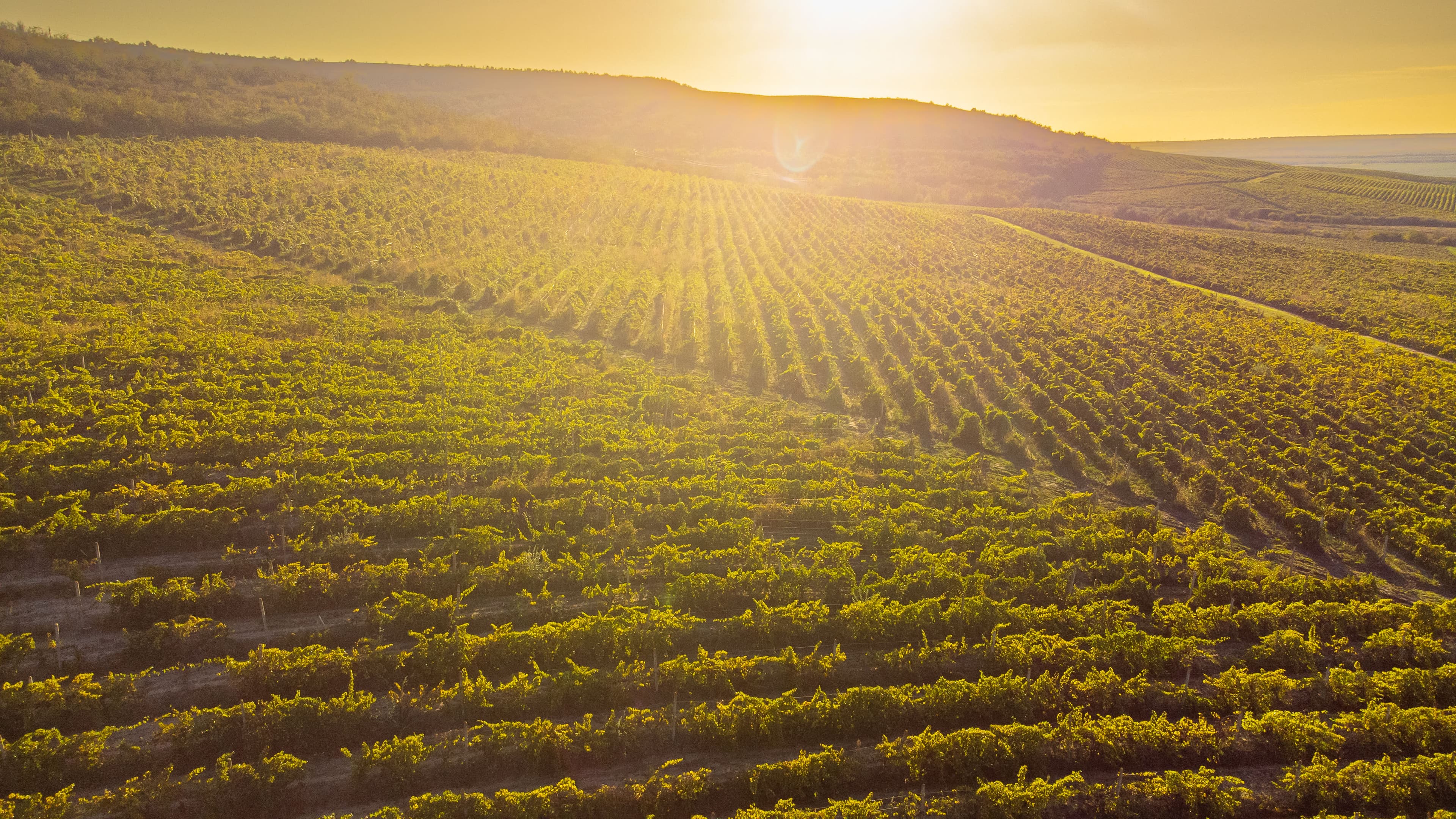 Gitana Winery vineyards