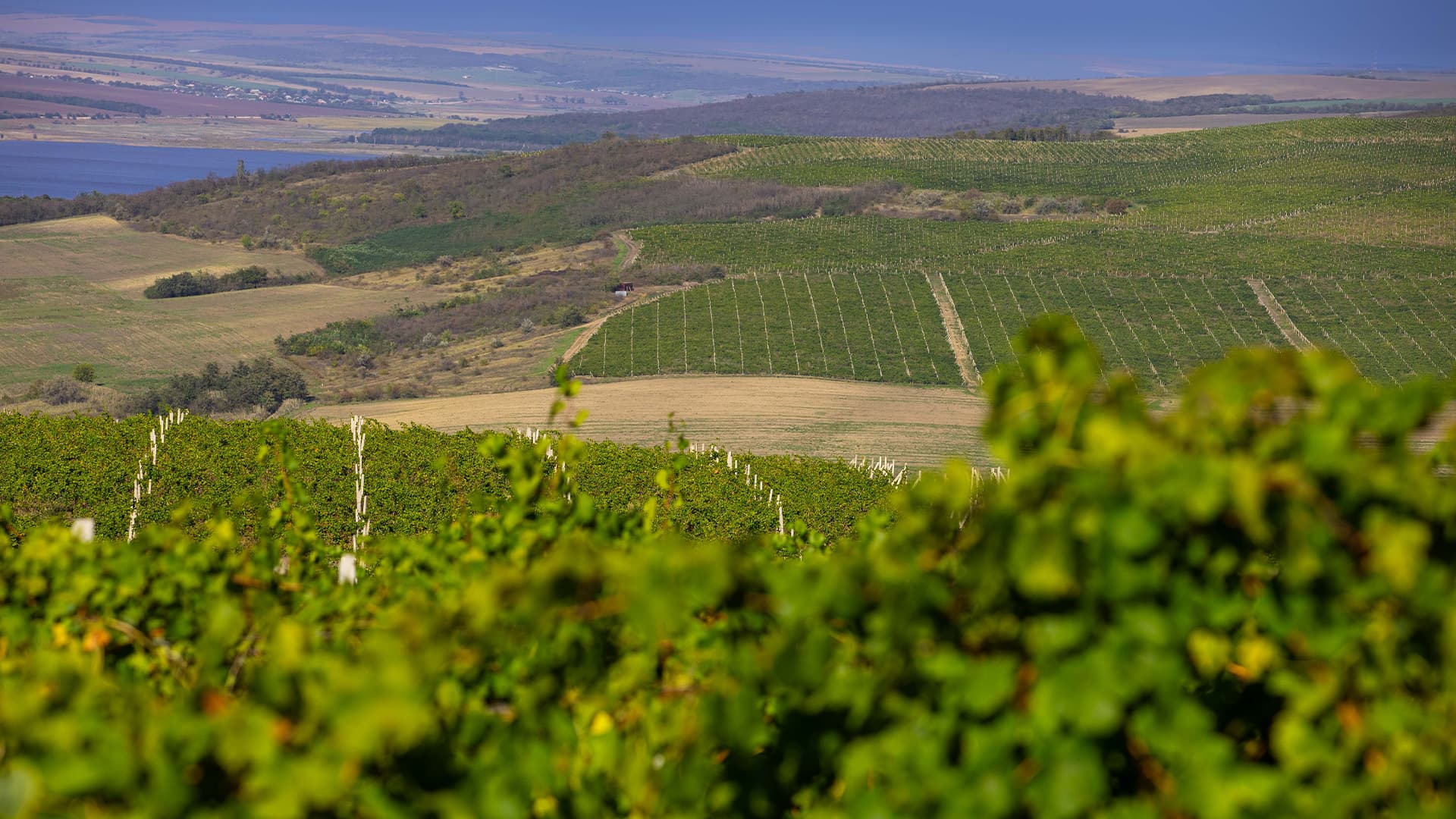 Valul lui Traian terroir