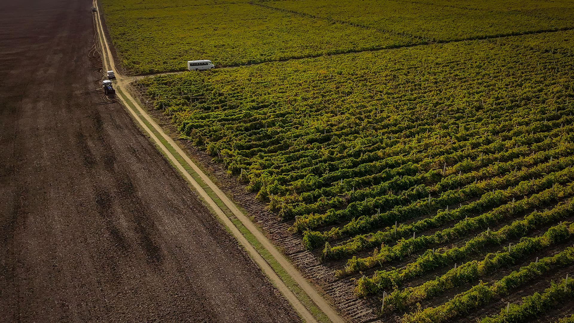 Dulgher Family Estate vineyards