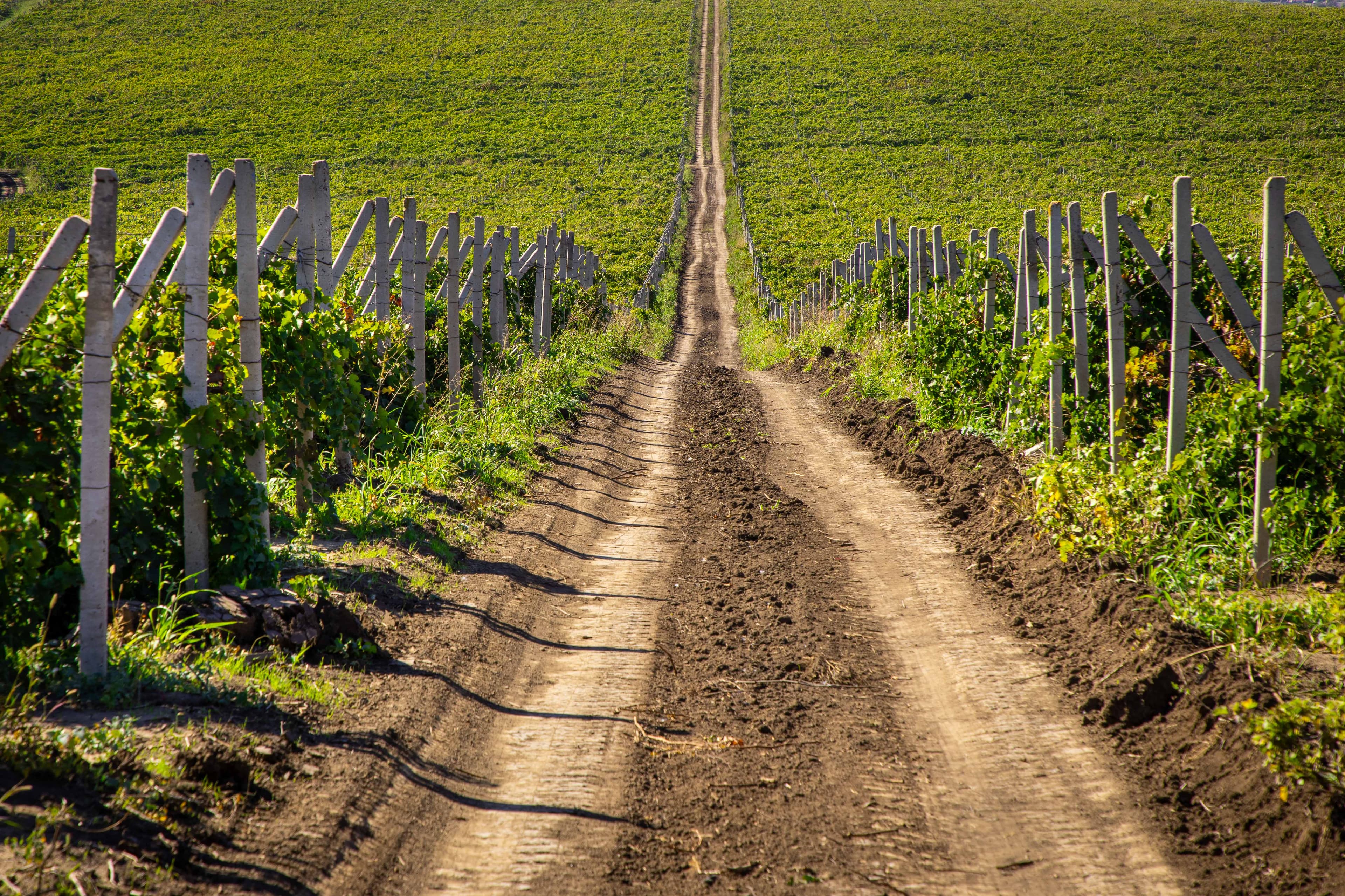 Gitana Winery vineyard