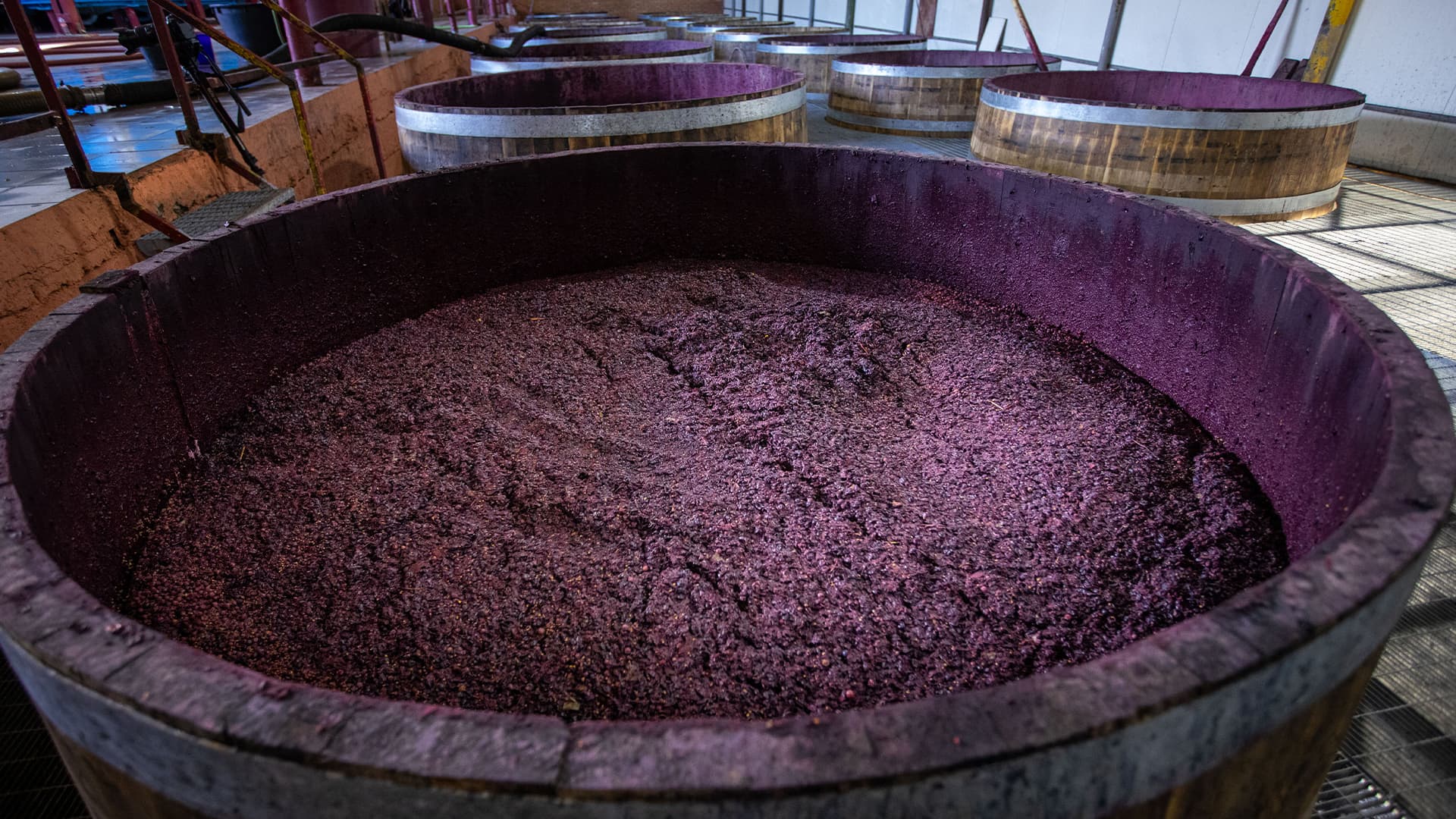 Maceration and Fermentation of Red Grapes in Oak Vats