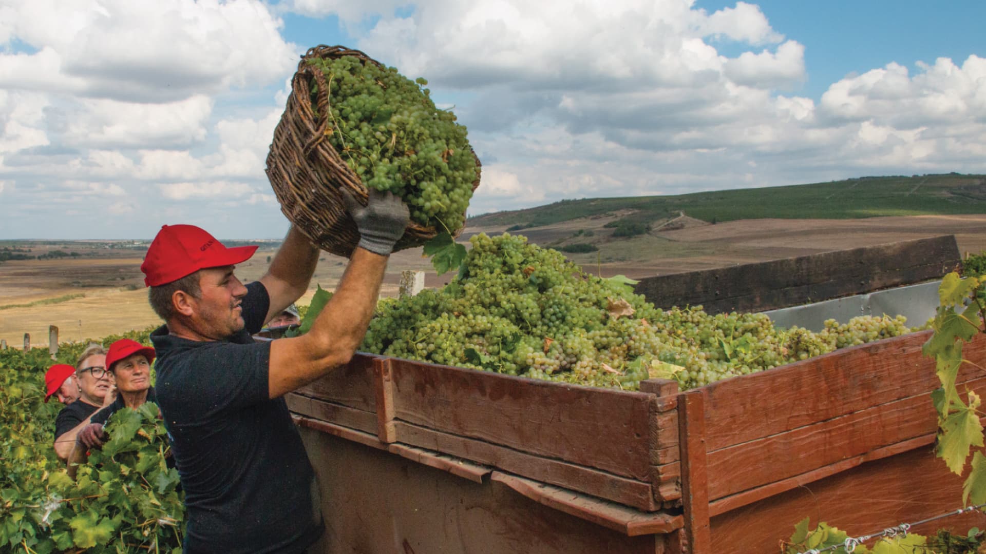 Manual Harvest
