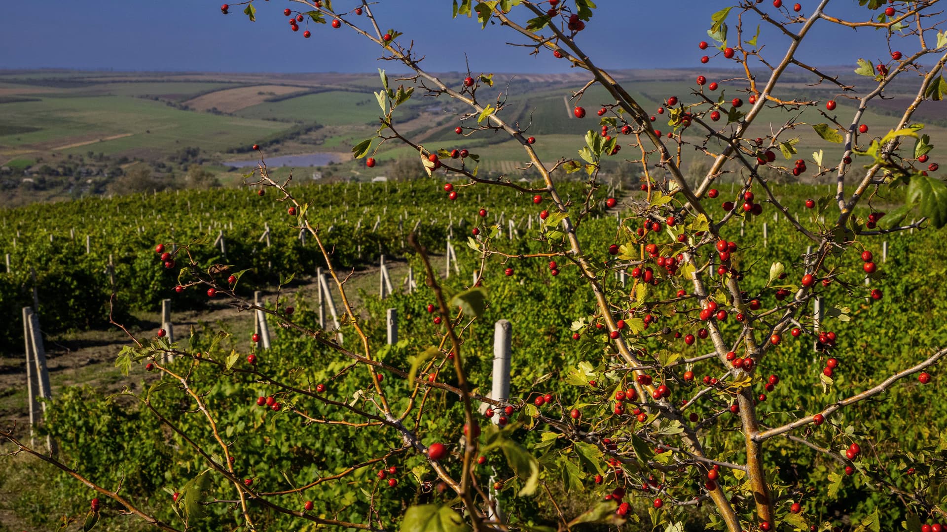 Gitana Winery vineyard
