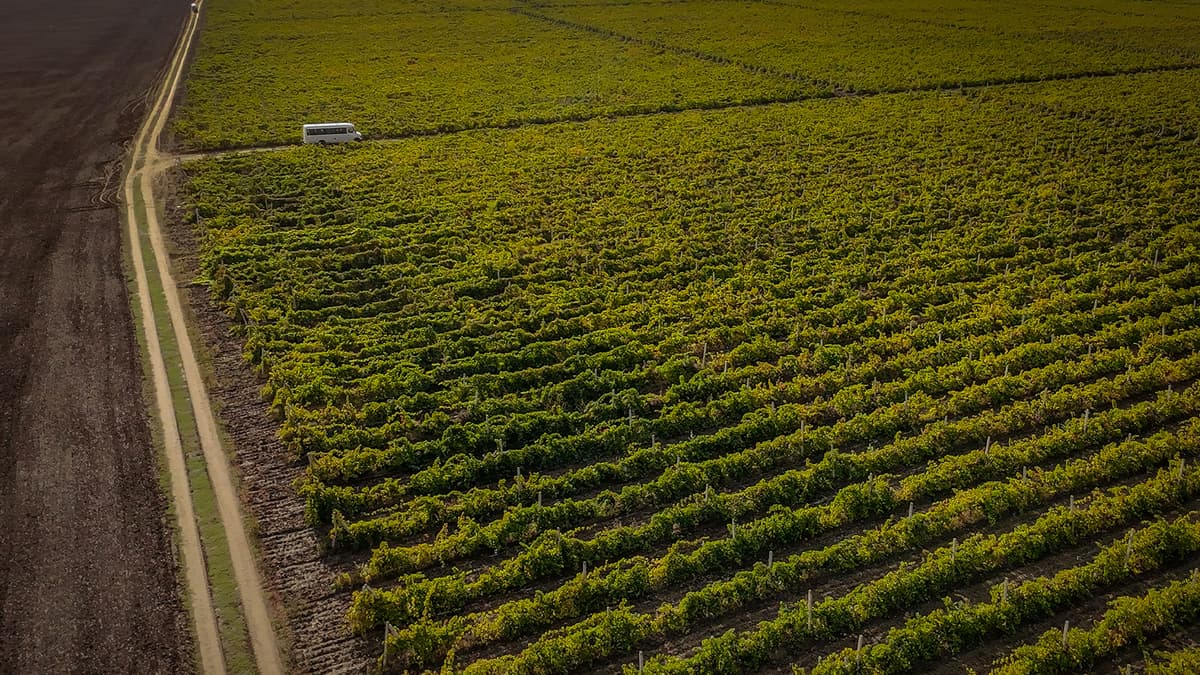 Gitana Winery vineyard, 1953