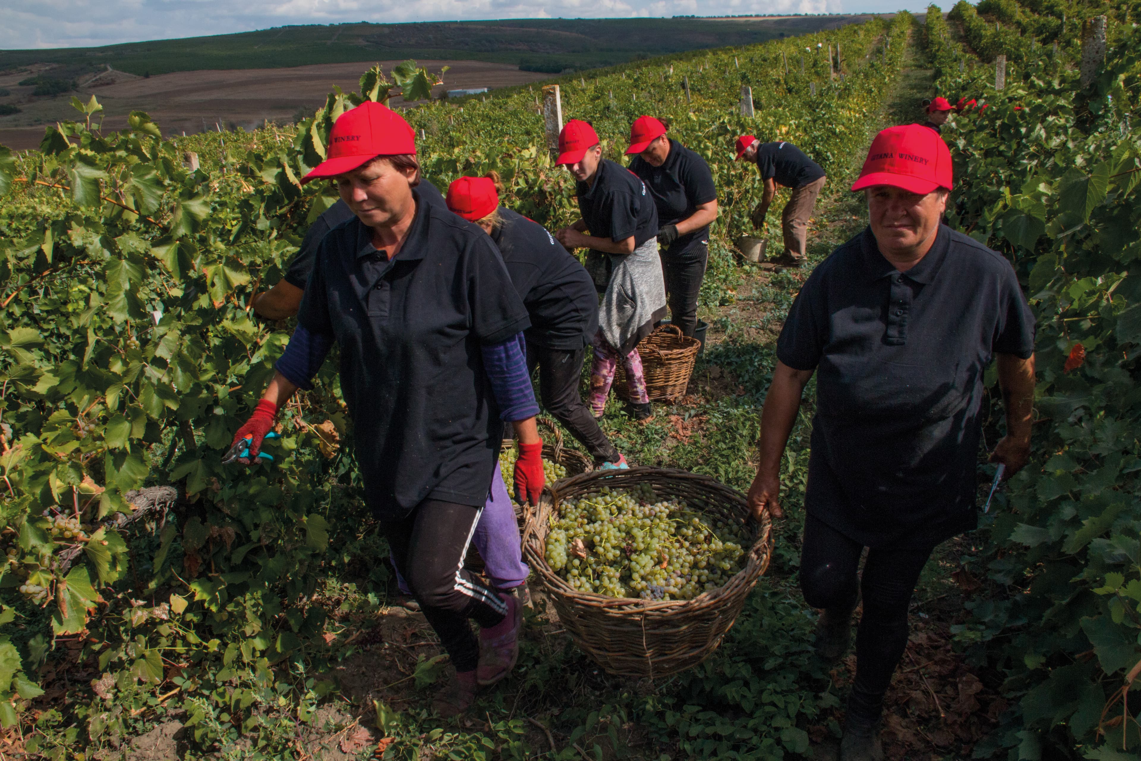 Climate, Water Resources, and Harvest Windows